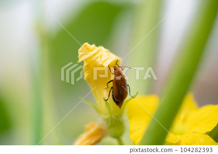 侵染瓜花的葫蘆 侵染瓜花的葫蘆 104282393