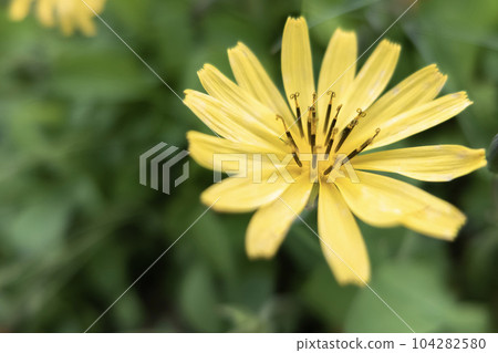 Macro photography of yellow flower petals Macro photography of yellow flower petals 104282580
