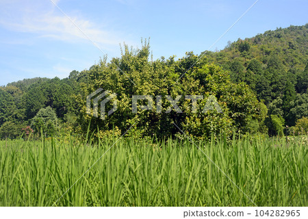 Rice fields and chestnut trees in Kitasaga, Kyoto Rice fields and chestnut trees in Kitasaga, Kyoto 104282965