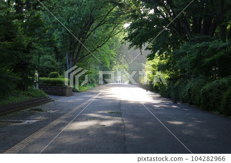 The tree-lined street of Koganei Campus of Tokyo Gakugei University in the late afternoon sun The tree-lined street of Koganei Campus of Tokyo Gakugei University in the late afternoon sun 104282966
