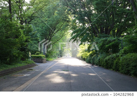 The tree-lined street of Koganei Campus of Tokyo Gakugei University in the late afternoon sun The tree-lined street of Koganei Campus of Tokyo Gakugei University in the late afternoon sun 104282968