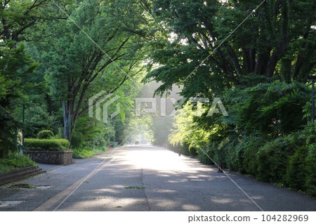 午後陽光下的東京學藝大學小金井校區綠樹成蔭的街道 午後陽光下的東京學藝大學小金井校區綠樹成蔭的街道 104282969