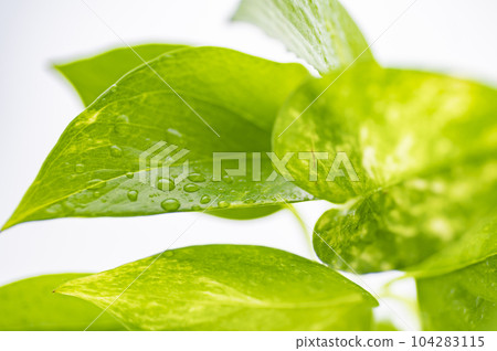 綠蘿上的水滴 綠蘿上的水滴 104283115