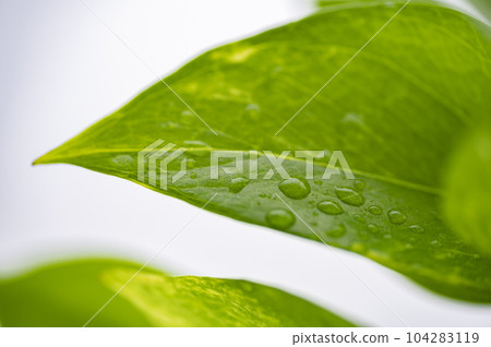 綠蘿上的水滴 綠蘿上的水滴 104283119
