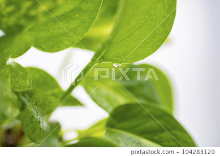 綠蘿上的水滴 綠蘿上的水滴 104283120