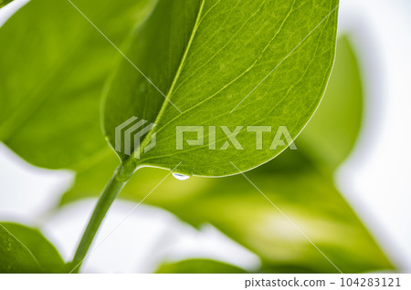 綠蘿上的水滴 綠蘿上的水滴 104283121