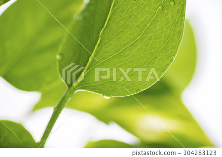 綠蘿上的水滴 綠蘿上的水滴 104283123