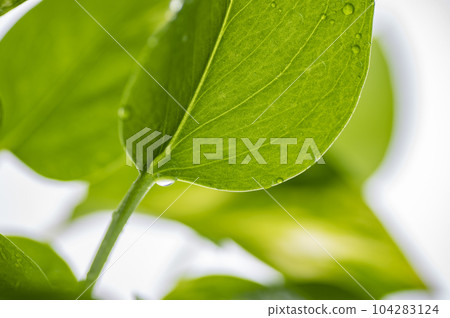 綠蘿上的水滴 綠蘿上的水滴 104283124