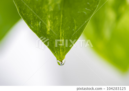 綠蘿上的水滴 綠蘿上的水滴 104283125