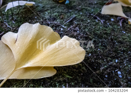 Autumn scenery Fallen leaves of ginkgo 104283204