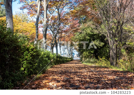 Autumn park where autumn leaves deepen Biwako Bunka Park, Otsu City, Shiga Prefecture 104283223