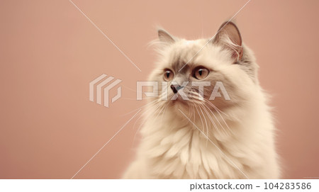Advertising portrait, banner, cute white wool cat looks straight seriously, isolated on clean beige background. High quality illustration Advertising portrait, banner, cute white wool cat looks straight seriously, isolated on clean beige background. High quality illustration 104283586