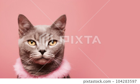 Advertising portrait, banner, cool looking cat gray color, yellow eyes, funny straight look with pink collar, isolated on pink background. High quality illustration Advertising portrait, banner, cool looking cat gray color, yellow eyes, funny straight look with pink collar, isolated on pink background. High quality illustration 104283597
