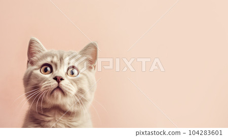 Advertising portrait, banner, wonder cute classic color cat looks up with yellow eyes, isolated on clean beige background. High quality illustration Advertising portrait, banner, wonder cute classic color cat looks up with yellow eyes, isolated on clean beige background. High quality illustration 104283601
