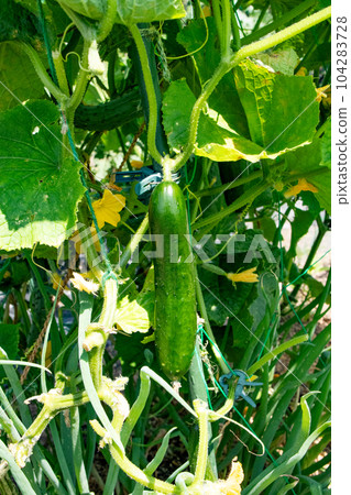 Cultivation of cucumbers (just before harvest) 104283728