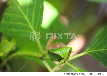 A snail on a hydrangea leaf 104283912