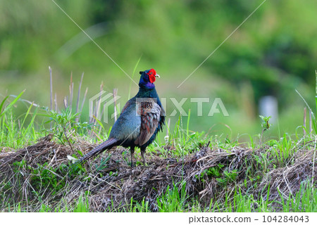 Pheasant, a beautiful familiar wild bird that can be seen in rice fields and fields Pheasant, a beautiful familiar wild bird that can be seen in rice fields and fields 104284043