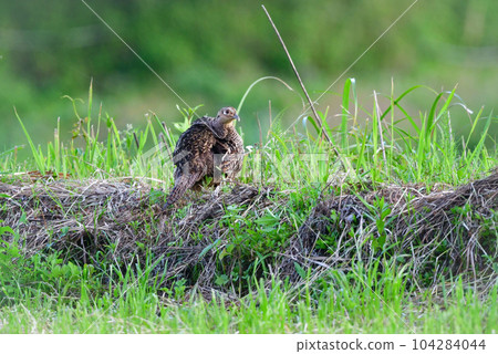 Pheasant, a beautiful familiar wild bird that can be seen in rice fields and fields Pheasant, a beautiful familiar wild bird that can be seen in rice fields and fields 104284044
