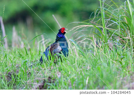 Pheasant, a beautiful familiar wild bird that can be seen in rice fields and fields 104284045