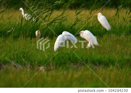 白鳥和白鷺在初夏傍晚的稻田裡尋找食物 白鳥和白鷺在初夏傍晚的稻田裡尋找食物 104284230