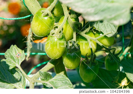 Cultivation of tomatoes (Aiko), immature Cultivation of tomatoes (Aiko), immature 104284396