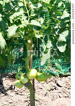 Growing tomatoes, immature 104284397