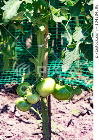 Growing tomatoes, immature 104284398