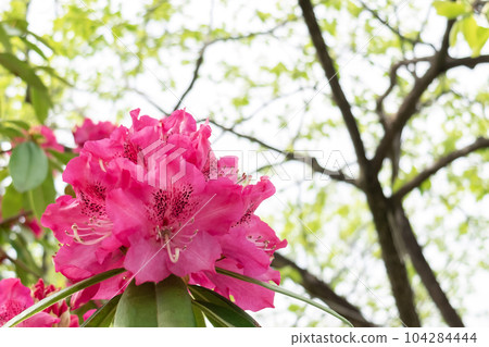 紅色杜鵑花花 紅色杜鵑花花 104284444