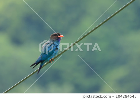 森林中的寶石 104284545