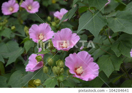美麗的粉紅玫瑰 104284641