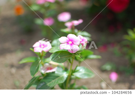 花瓣與美麗的散景 花瓣與美麗的散景 104284656