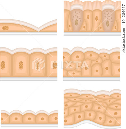 Epithelial tissue illustration single Epithelial tissue illustration single 104284657