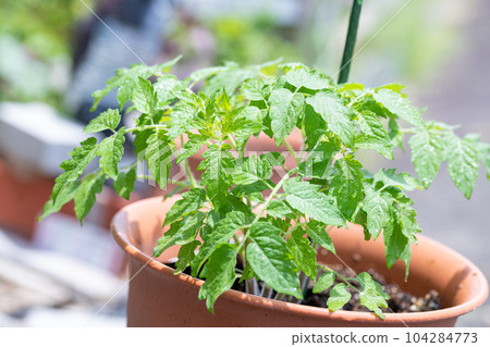home garden tomato seedling mini tomato home garden tomato seedling mini tomato 104284773