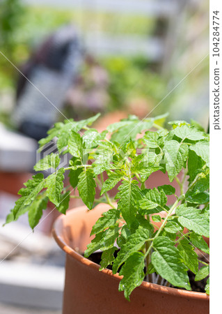 home garden tomato seedling mini tomato 104284774