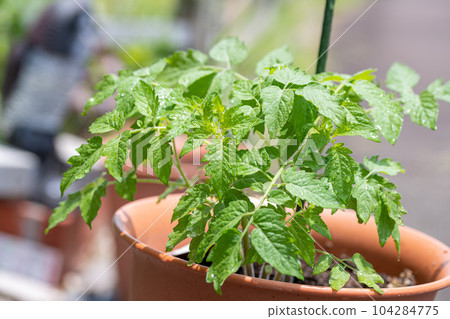 home garden tomato seedling mini tomato 104284775