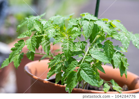 home garden tomato seedling mini tomato 104284776