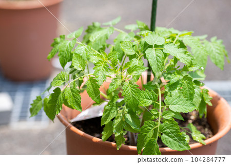 home garden tomato seedling mini tomato 104284777