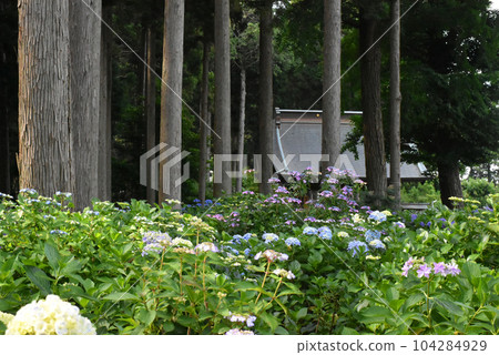 千葉縣香取區多光町日本寺的繡球 千葉縣香取區多光町日本寺的繡球 104284929