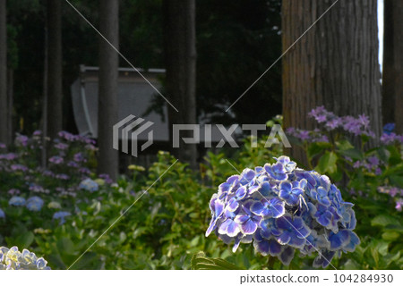千葉縣香取區多光町日本寺的繡球 104284930