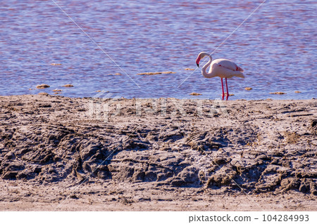 Pink Flamingo at the feed search in Parc Naturel Regional de Camargue, Southern France. 104284993