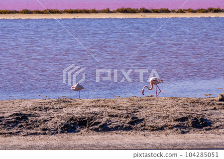 Pink Flamingo at the feed search in Parc Naturel Regional de Camargue, Southern France. 104285051