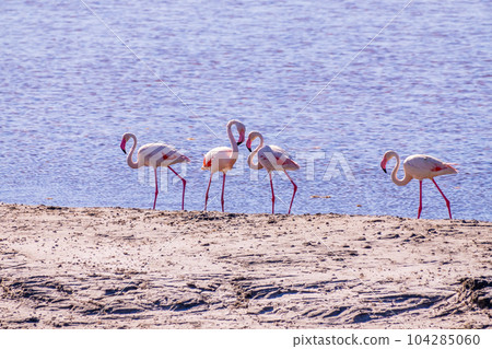 Pink Flamingo at the feed search in Parc Naturel Regional de Camargue, Southern France. Pink Flamingo at the feed search in Parc Naturel Regional de Camargue, Southern France. 104285060