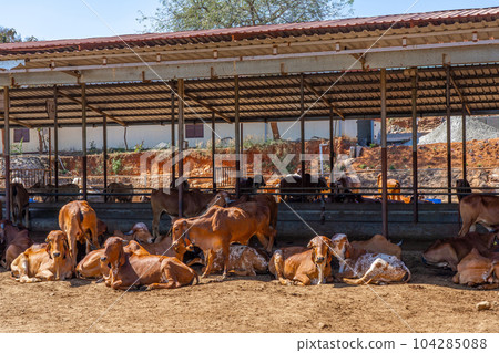 Group of relax cows at the indian farm. Portrait of young cow looking at camera 104285088
