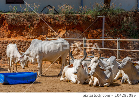 Group of relax cows at the indian farm. Portrait of young cow looking at camera 104285089