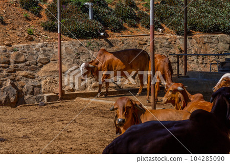 Group of relax cows at the indian farm. Portrait of young cow looking at camera Group of relax cows at the indian farm. Portrait of young cow looking at camera 104285090