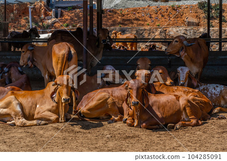 Group of relax cows at the indian farm. Portrait of young cow looking at camera 104285091