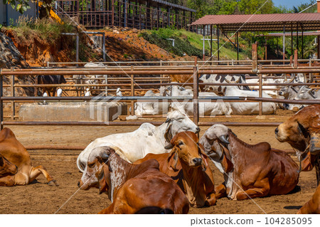 Group of relax cows at the indian farm. Portrait of young cow looking at camera Group of relax cows at the indian farm. Portrait of young cow looking at camera 104285095