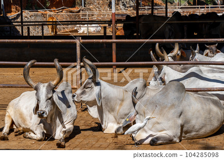 Group of relax cows at the indian farm. Portrait of young cow looking at camera 104285098