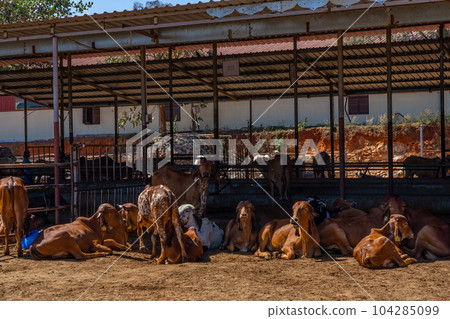 Group of relax cows at the indian farm. Portrait of young cow looking at camera 104285099