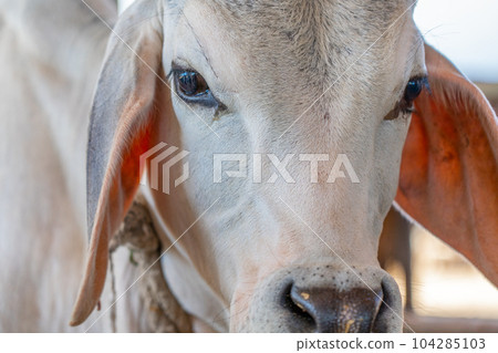 Close up portrait of an Indian cow. 104285103